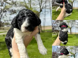 Standard Poodle dogs Freya - AKC - Ad 38