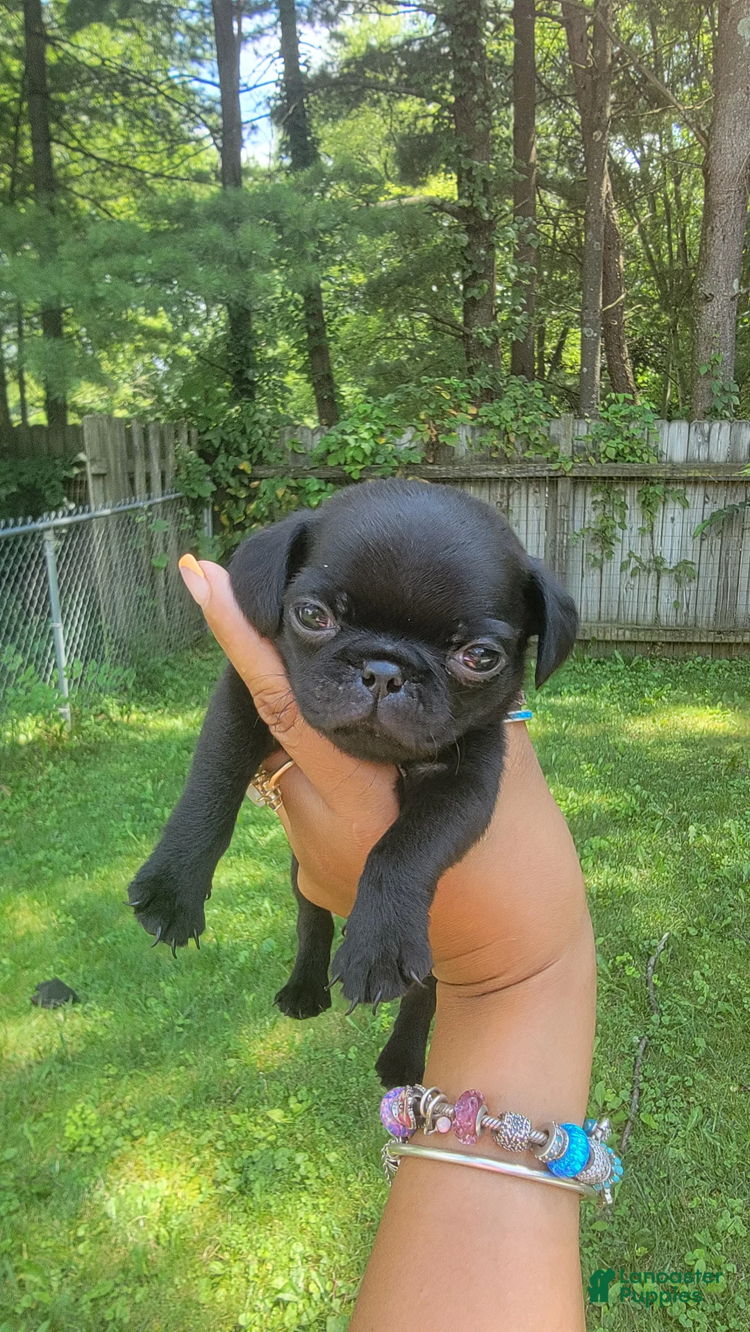 Pug dogs for sale: Tiny Tim  - Ad 1