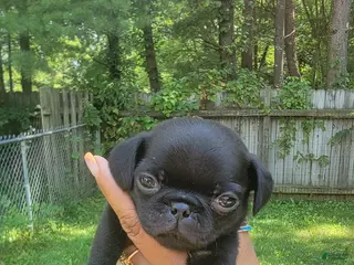 Pug dogs Tiny Tim - Ad 36