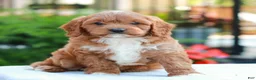 Cavapoo dogs for sale: Evan - Ad 3