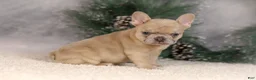 French Bulldog dogs for sale: Amy - Ad 7