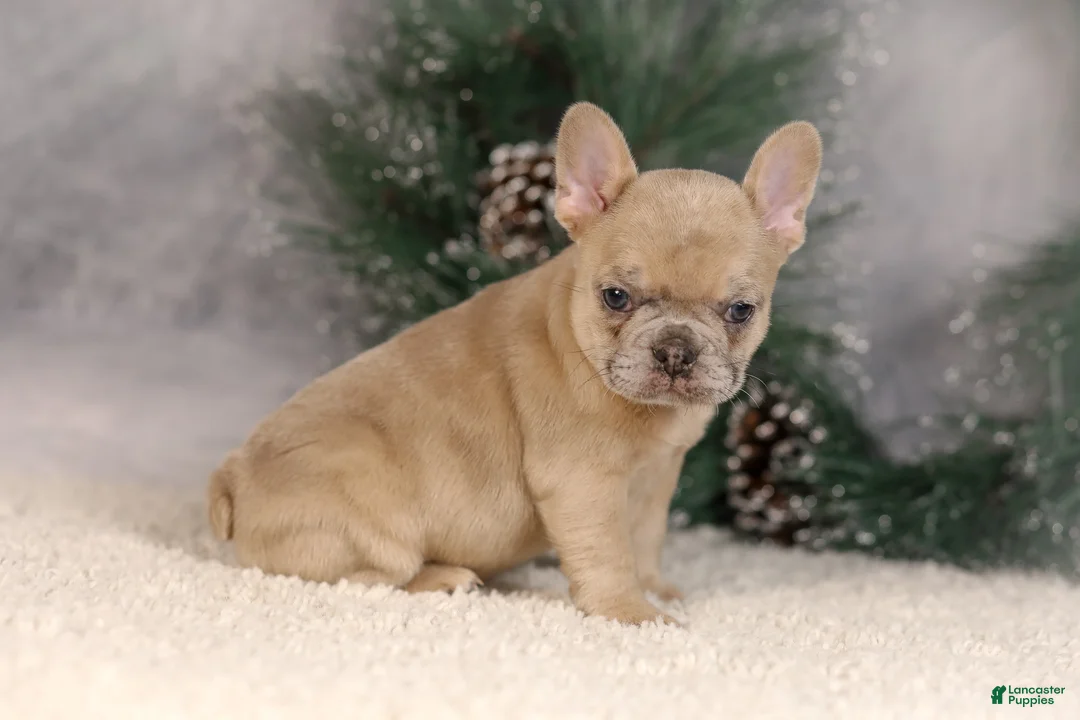 French Bulldog dogs for sale: Amy - Ad 7