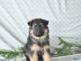 German Shepherd dogs Rex - Ad 8