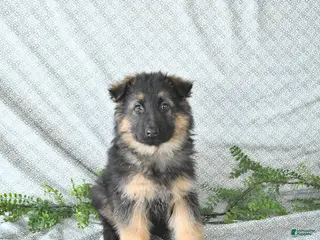 German Shepherd dogs Rex - Ad 11