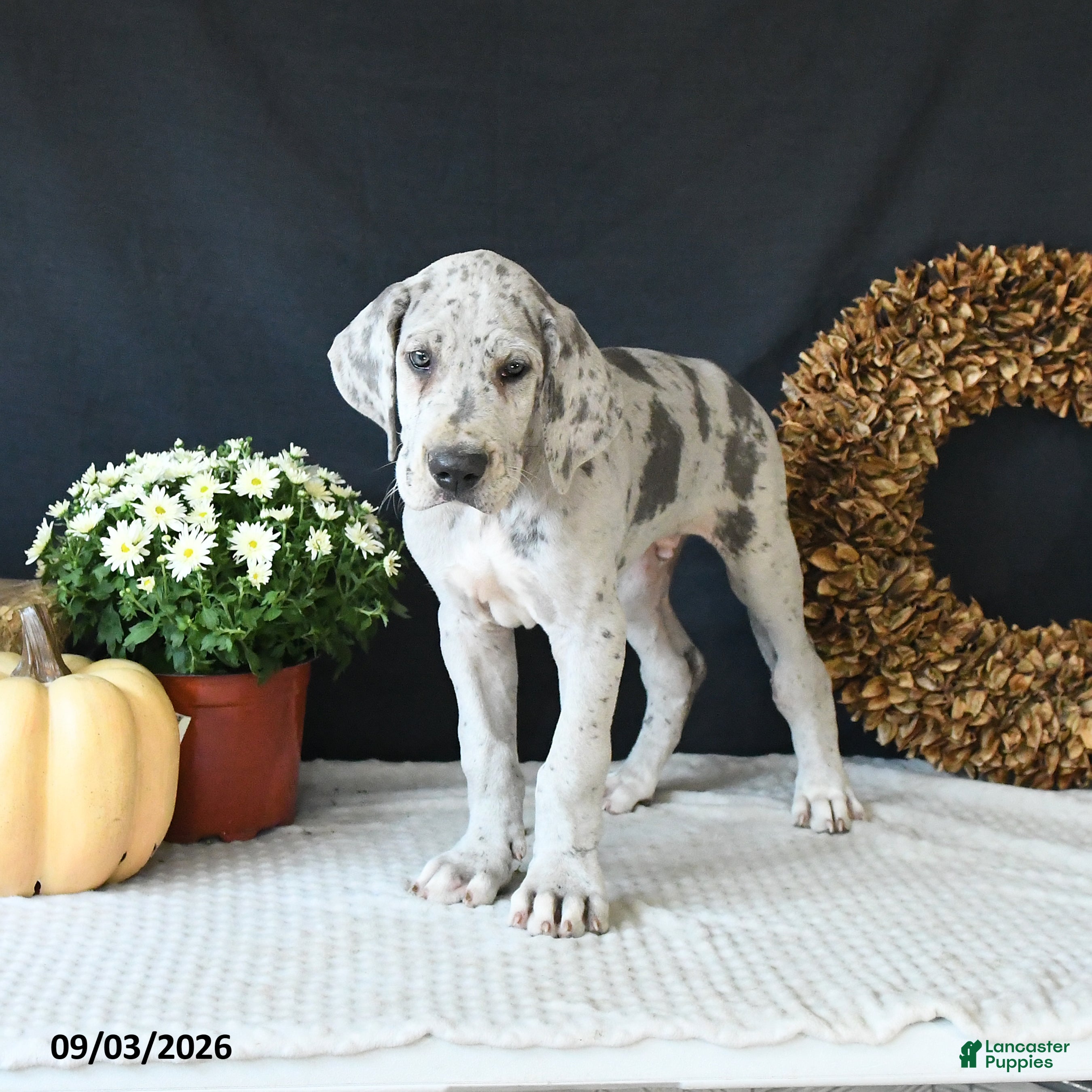 Great Dane dogs Bo  - Ad 2