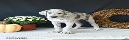 Great Dane dogs for sale: Bo  - Ad 7
