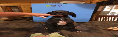 Great Dane 9