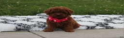 Toy Poodle dogs for sale: Kali - Ad 5