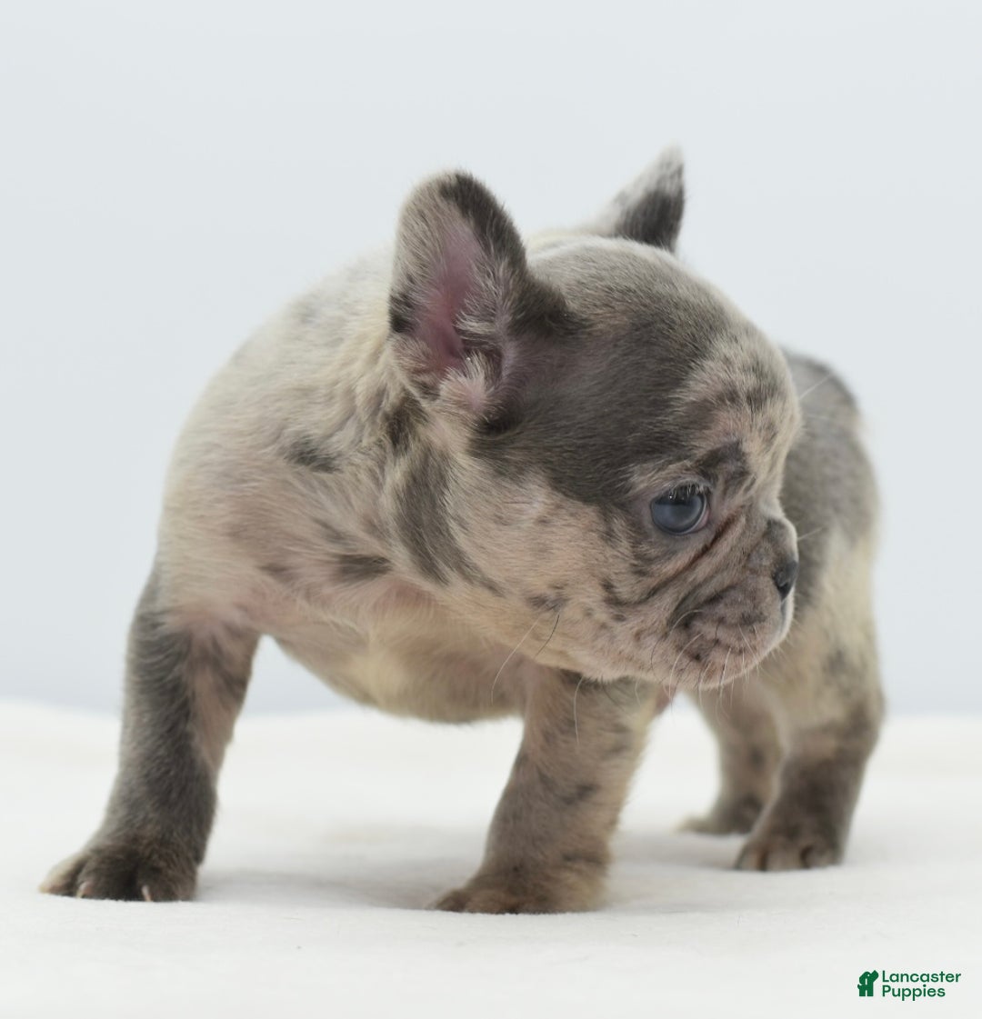 Mixed Breed dogs for sale: Hollywood merle blue  - Ad 28