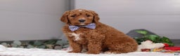 Standard Poodle dogs for sale: Luke - Ad 3