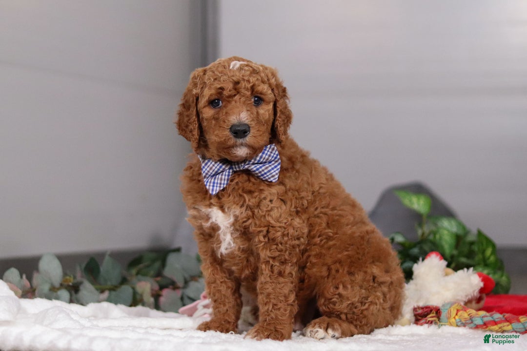 Standard Poodle dogs for sale: Luke - Ad 3