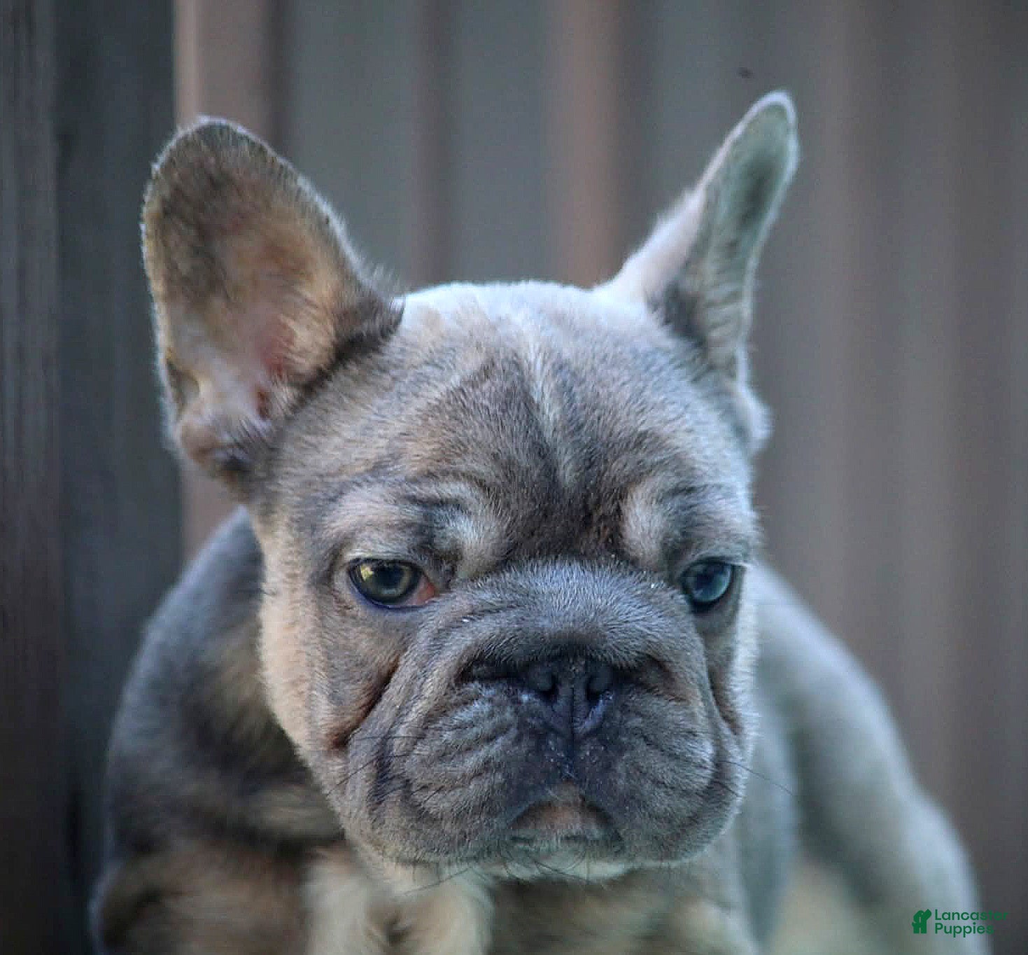 French Bulldog dogs French Bulldog Puppy 2 - Ad 2