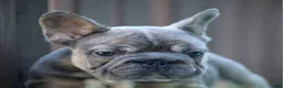 French Bulldog dogs for sale: French Bulldog Puppy 2 - Ad 2