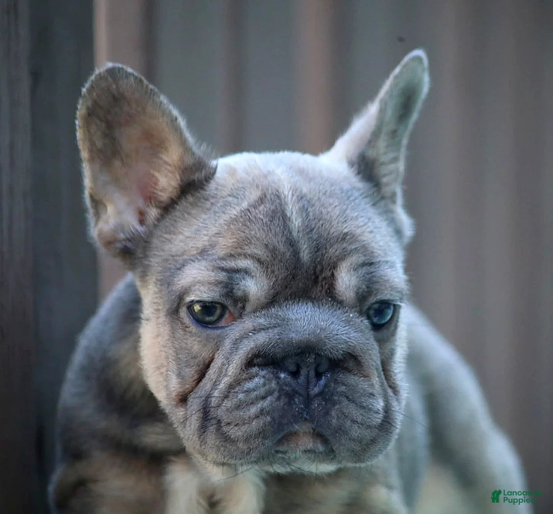 French Bulldog dogs for sale: French Bulldog Puppy 2 - Ad 2