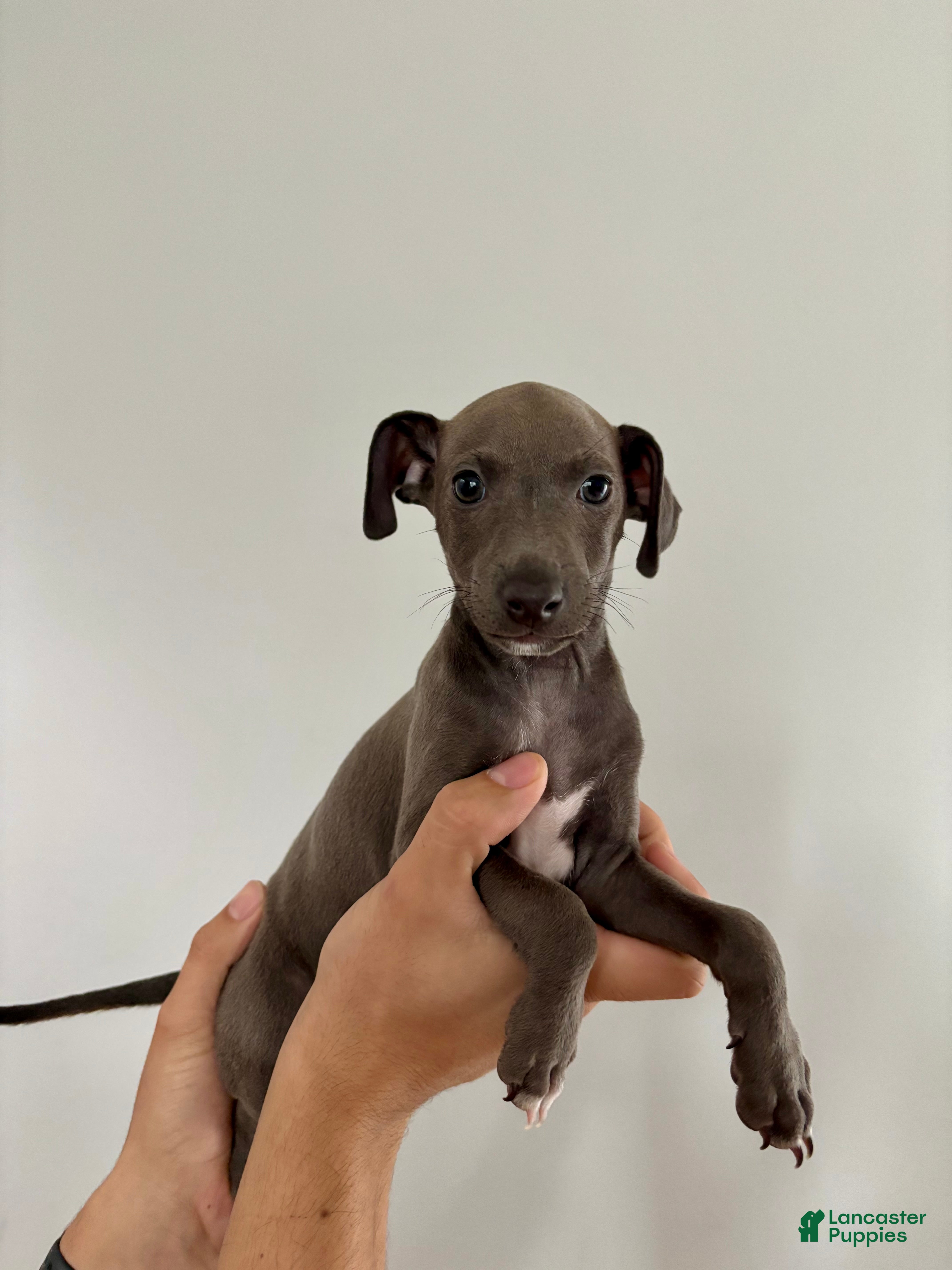 Italian Greyhound dogs Italian Greyhound 1 - Ad 17