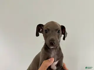 Italian Greyhound dogs Italian Greyhound 1 - Ad 17