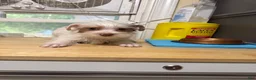 Yorkshire Terrier dogs for sale: Jack - Ad 2