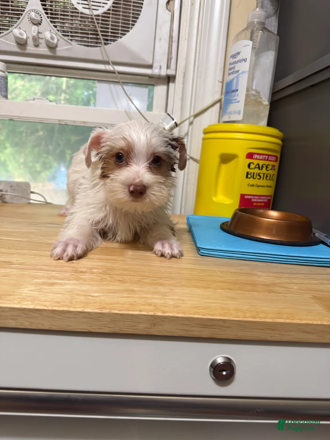Yorkshire Terrier dogs for sale: Jack - Ad 2
