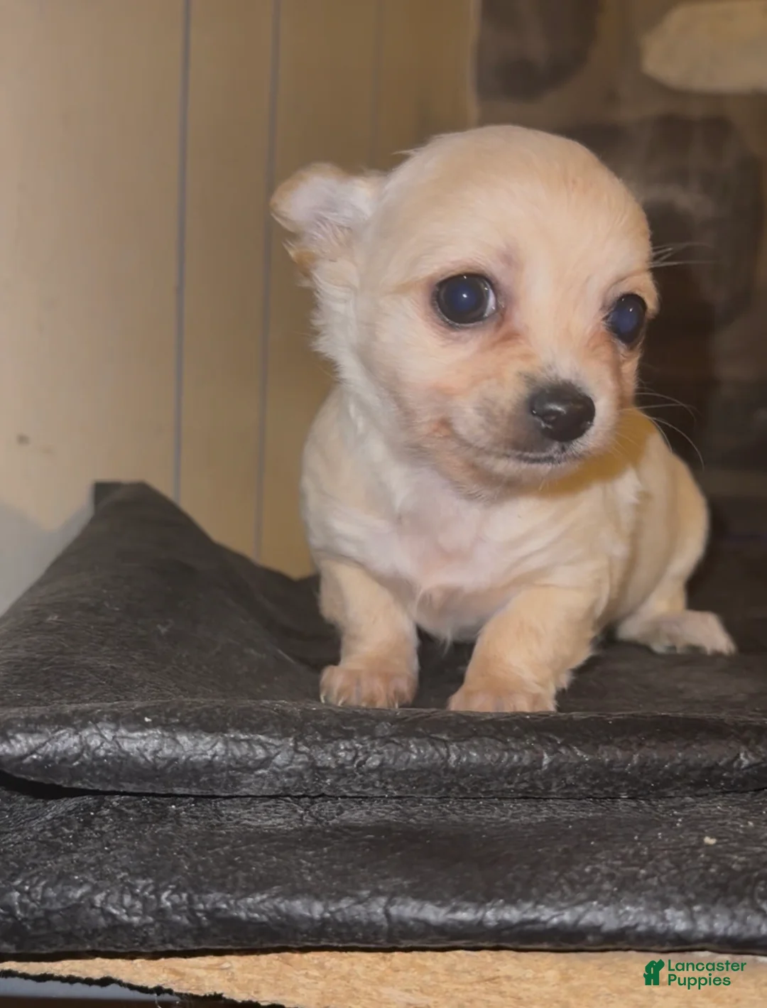 Chiweenie dogs for sale: Chiweenie Puppy 4 - Ad 1