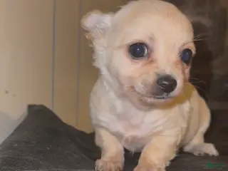 Chiweenie dogs Chiweenie Puppy 4 - Ad 5