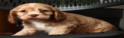 Cocker Spaniel dogs for sale: Holly - Ad 2