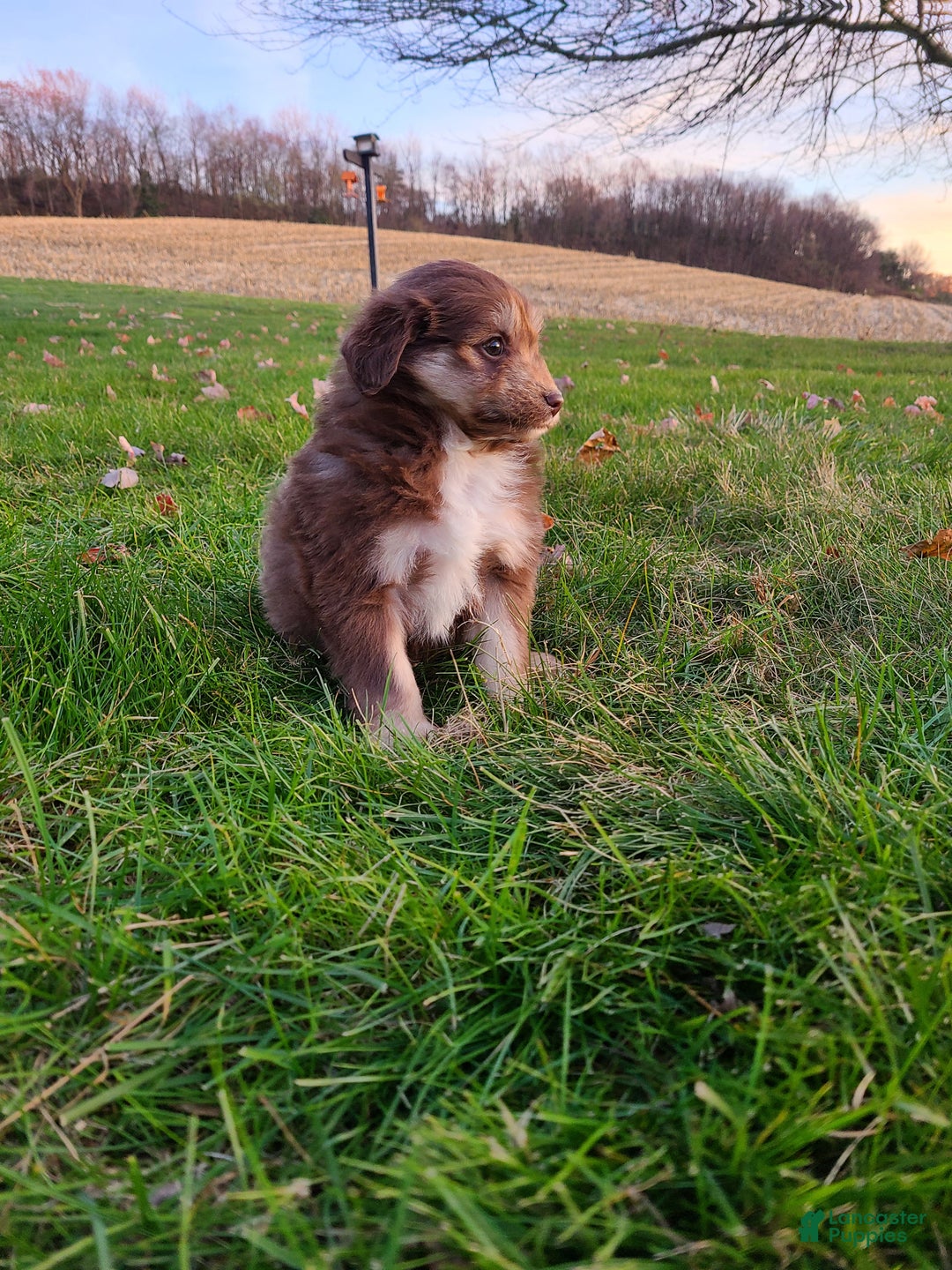 Aussiedoodle dogs for sale: Blake - Ad 9