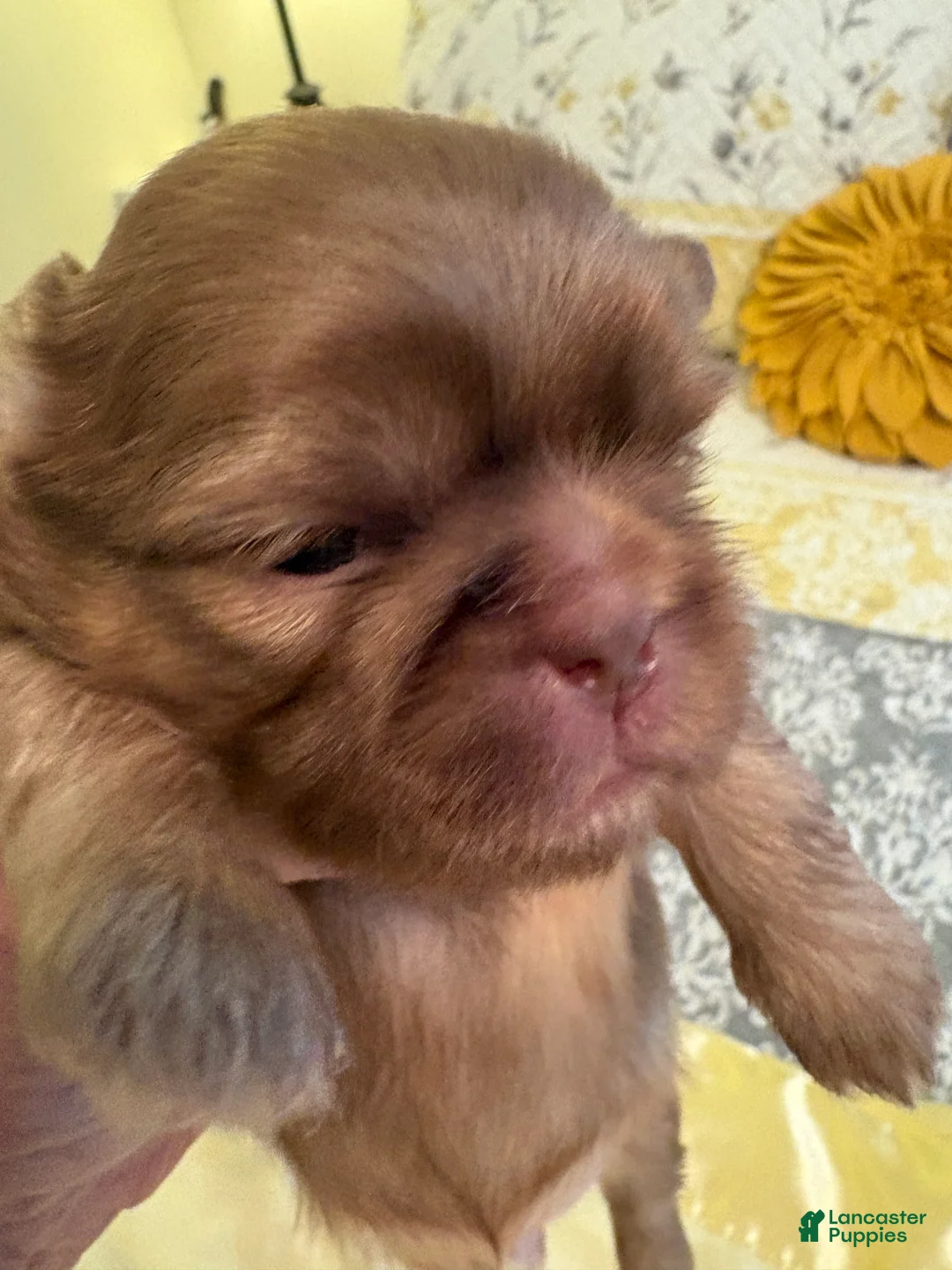 Shih Tzu dogs for sale: Wally - Ad 2