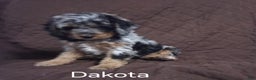 Cockapoo dogs for sale: Dakota - Ad 7
