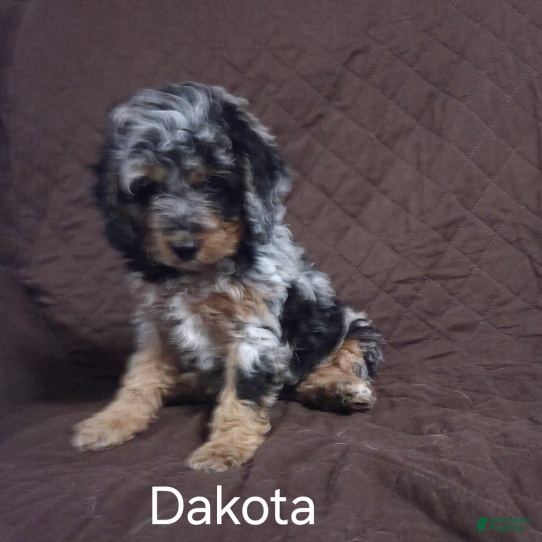 Cockapoo dogs for sale: Dakota - Ad 7