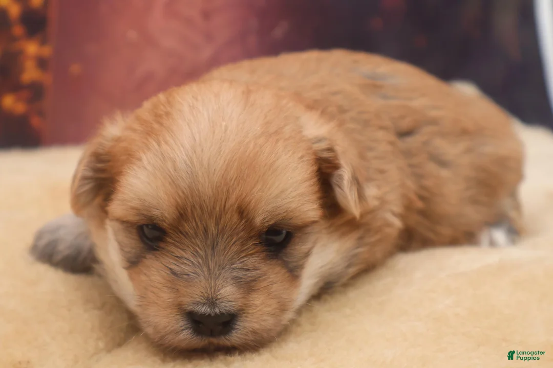 Morkie dogs for sale: Raven - Ad 4