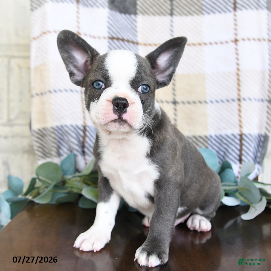 Frenchton dogs Johnny - Ad 1