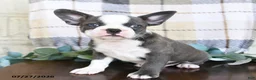 Frenchton dogs for sale: Johnny - Ad 1