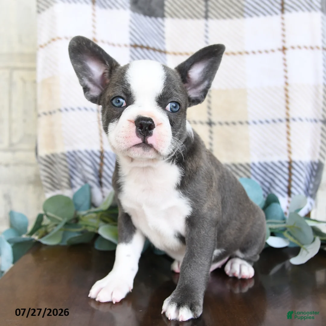 Frenchton dogs for sale: Johnny - Ad 1
