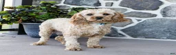 Cavapoo dogs for sale: Isaac - Ad 6