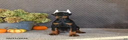 Doberman Pinscher dogs for sale: Nex - Ad 5
