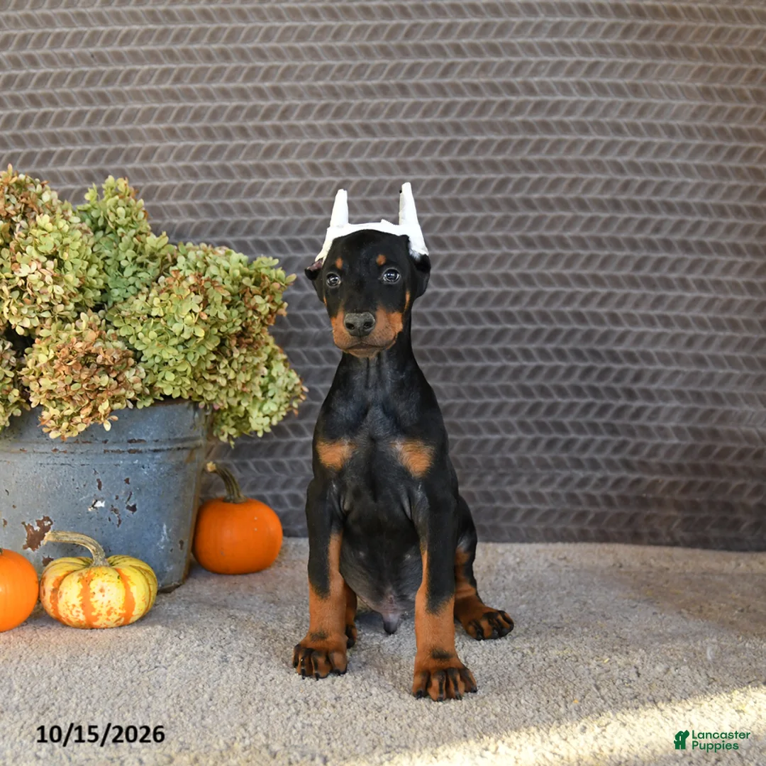 Doberman Pinscher dogs for sale: Nex - Ad 5