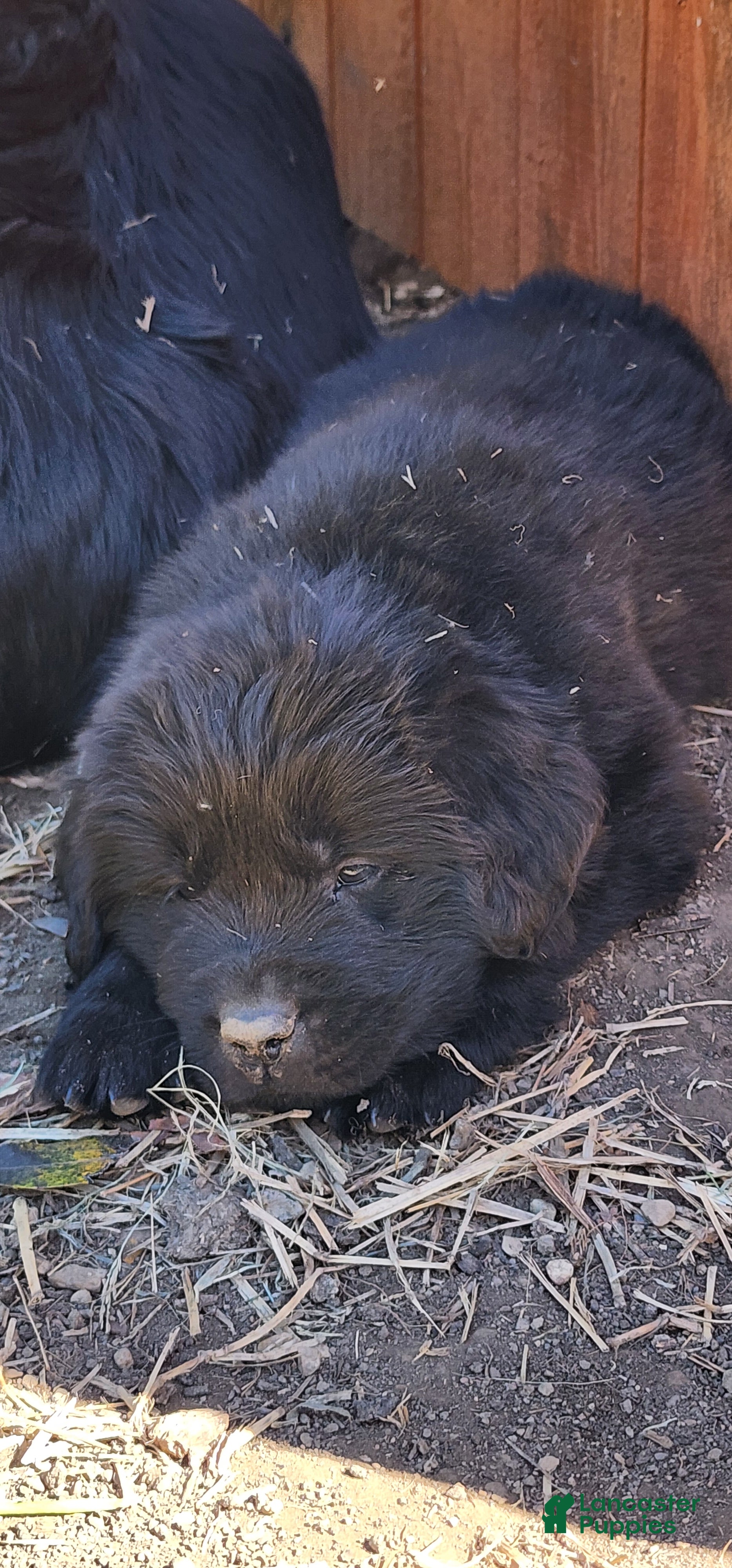 Newfoundland dogs for sale: Tan - Ad 1