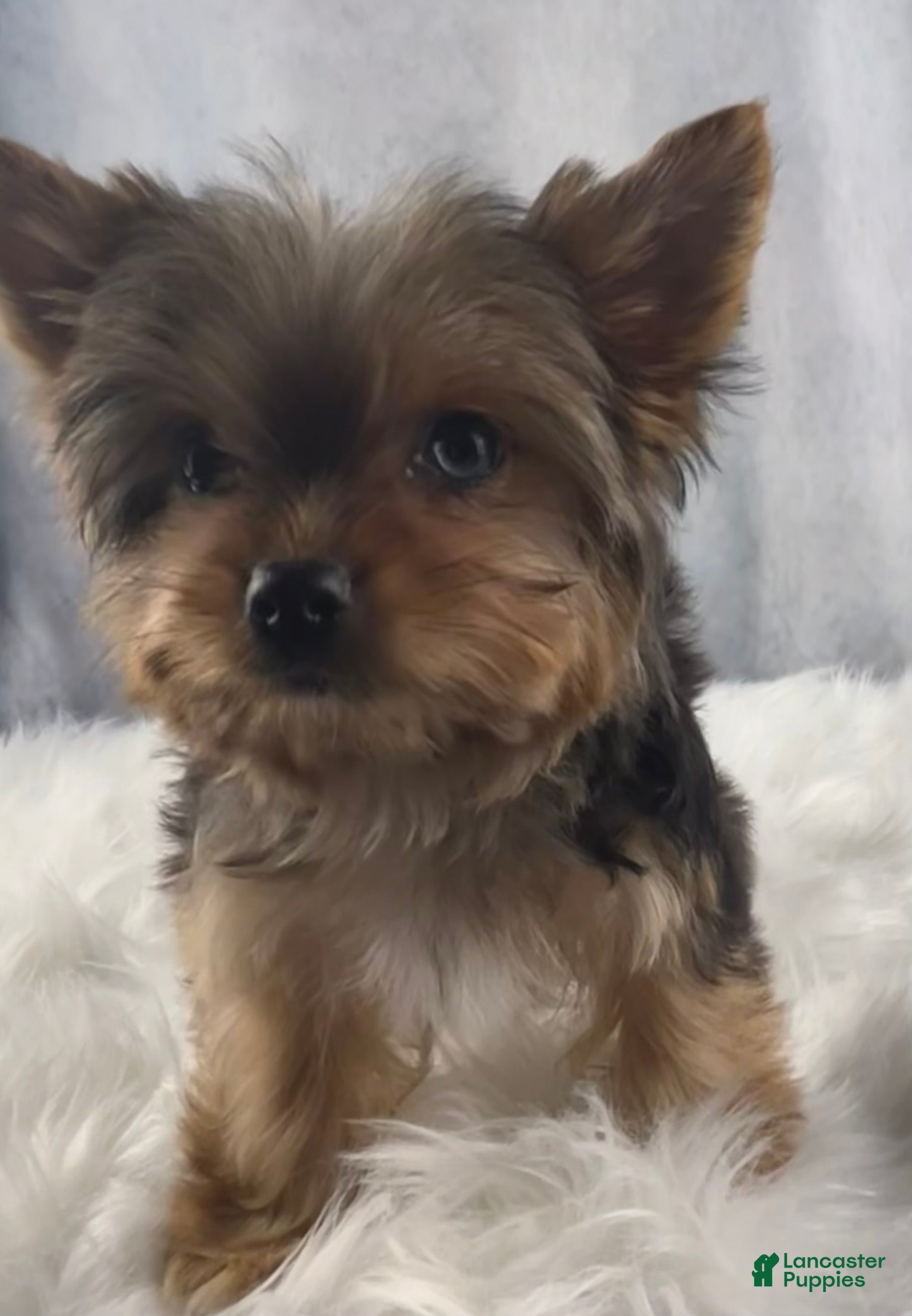 Yorkshire Terrier dogs Poppy - Ad 2