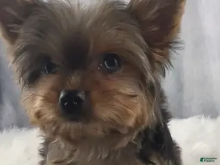 Yorkshire Terrier dogs Poppy - Ad 2