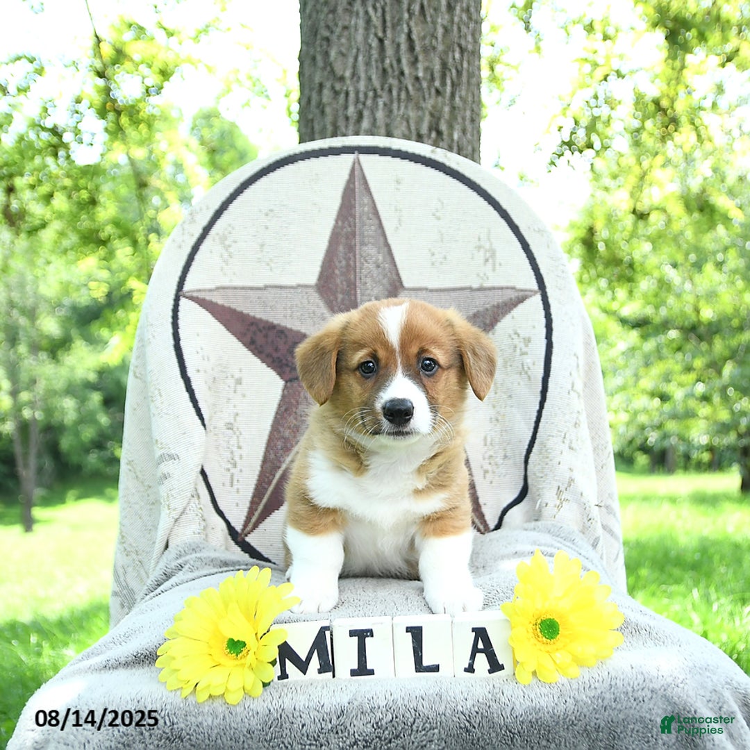 Welsh Corgi Pembroke dogs for sale: Milo - Ad 8