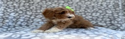 Cavapoo dogs for sale: Willow - Ad 5