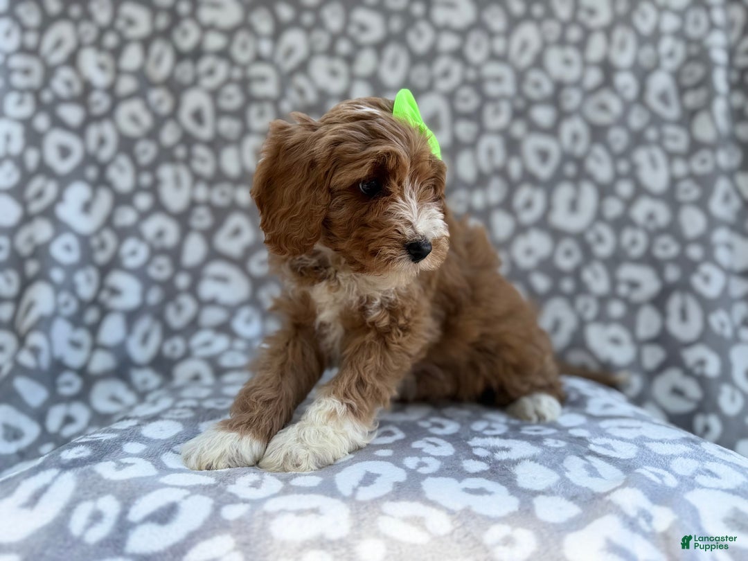 Cavapoo dogs for sale: Willow - Ad 5
