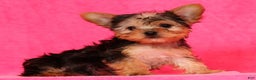 Yorkshire Terrier dogs for sale: Molly - Ad 5