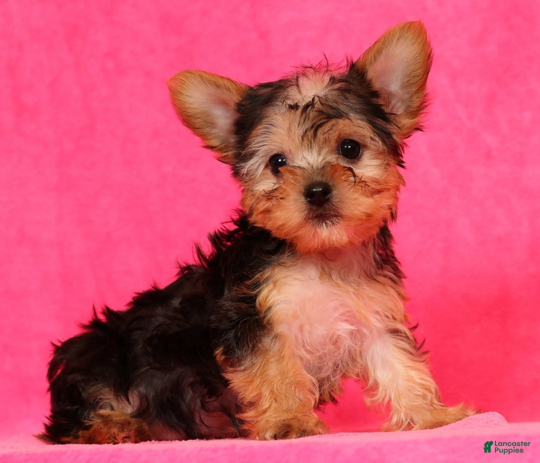 Yorkshire Terrier dogs for sale: Molly - Ad 5