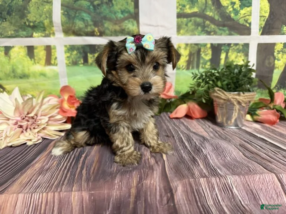 Yorkshire Terrier dogs for sale: Rain - Ad 2