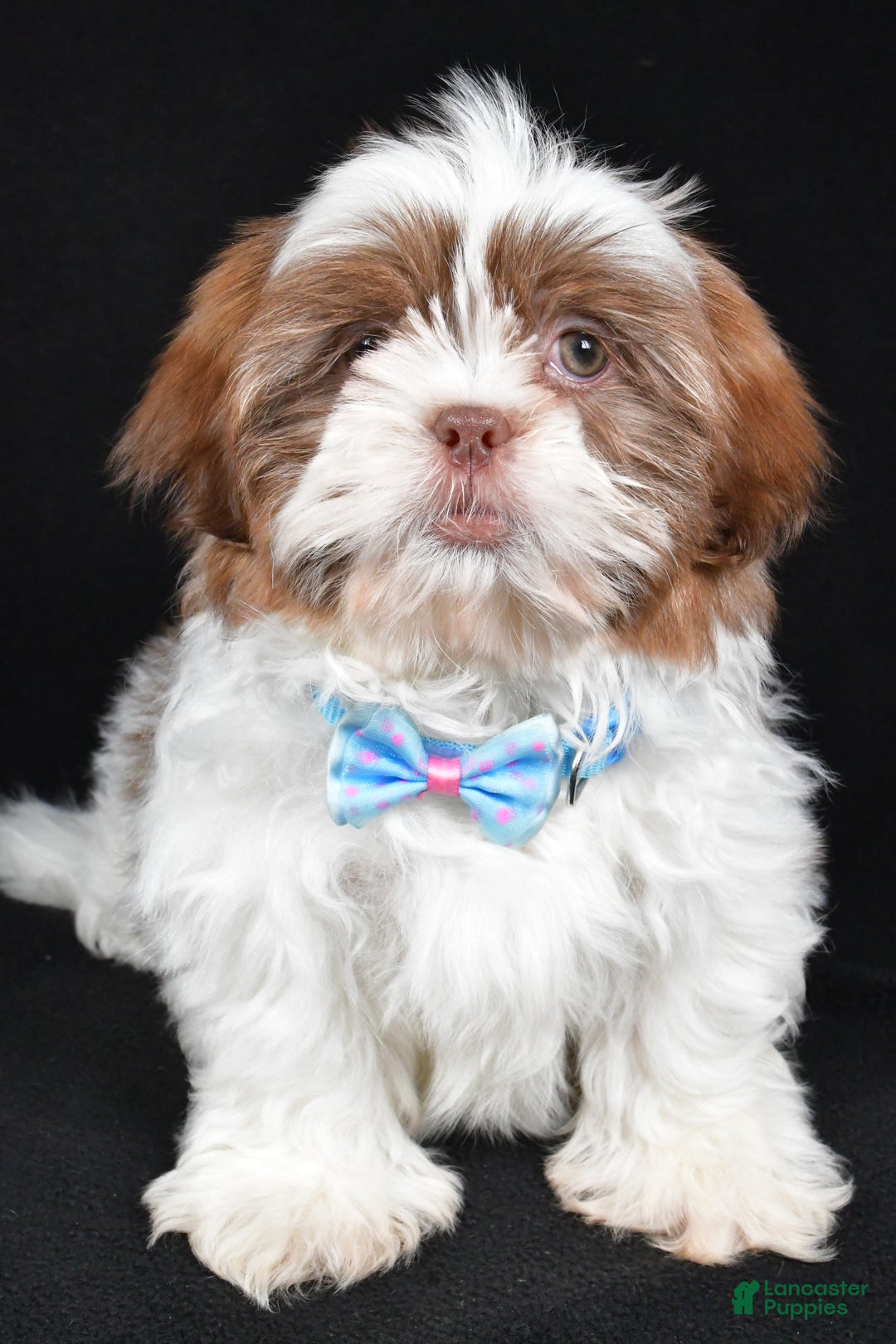 Shih Tzu dogs for sale: Frank - Ad 6