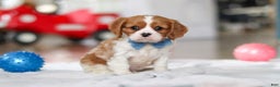 Cavalier King Charles Spaniel dogs for sale: Oscar - Ad 1