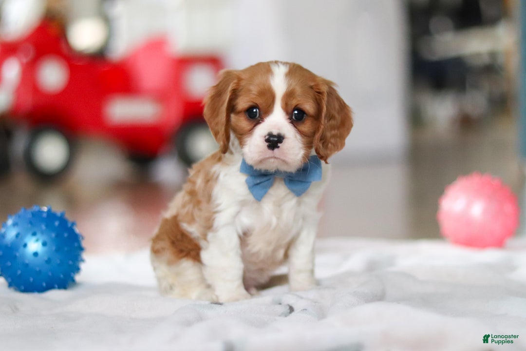 Cavalier King Charles Spaniel dogs for sale: Oscar - Ad 1