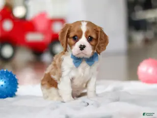 Cavalier King Charles Spaniel dogs Oscar - Ad 5
