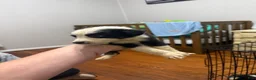 Australian Shepherd dogs for sale: Australian Shepherd 2 - Ad 1